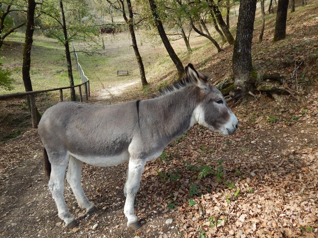 Agriturismo La Selva รีเอติ ภายนอก รูปภาพ